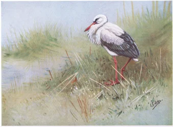 White Stork