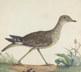 A Stone Curlew