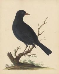 [Black Bird]