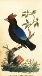 Blue-Backed Manakin, Chiroxiphia pareola (engraving)