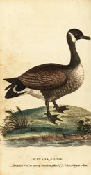 Canada goose, Branta canadensis