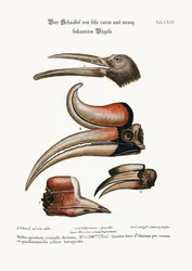 Four curious Beaks of Birds but little known, 1749-73