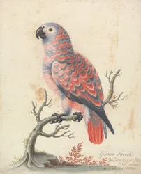 Guinea Parrot