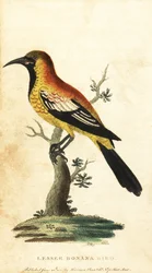 Oriole Blackbird, Gymnomystax mexicanus