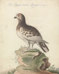 Ptarmigan