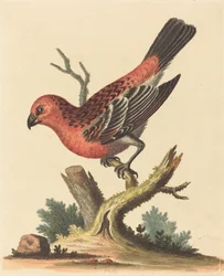 Red and Black Bird