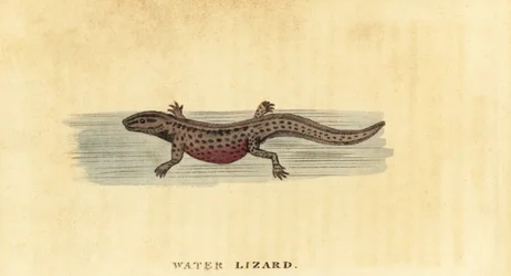Smooth Newt, Lissotriton vulgaris (engraving)