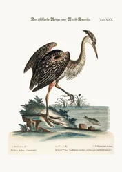 The Ash-Coloured Heron from North America, 1749-73