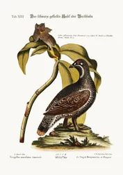 The Black and Spotted Heathcock, 1749-73