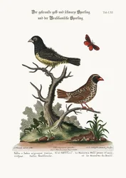 The Black and Yellow Frizled Sparrow, and the Brasilian Sparrow