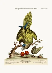 The Brown-throated Parrakeet, 1749-73