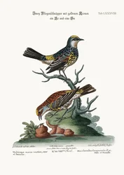 The Golden-crowned Flycatchers, Cock and Hen