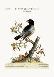 The Hen Padda or Rice-Bird