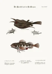The Horned Fish, and the Sea Scorpion, 1749-73