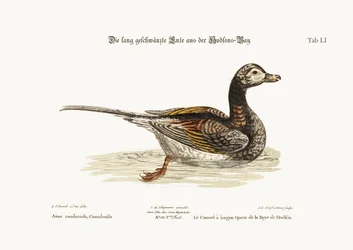 The Long-tailed Duck from Hudson Bay, 1749-73