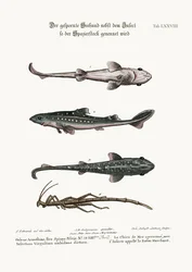 The Prickled Dog or Hound-Fish, with an Insect called the Walking-Stick, 1749-73