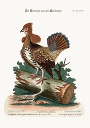 The Ruffed Heath-Cock or Grouse, 1749-73