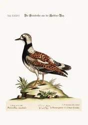 The Turn-Stone from Hudson