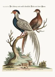 The black and white Chinese Cock Pheasant with its Hen, 1749-73