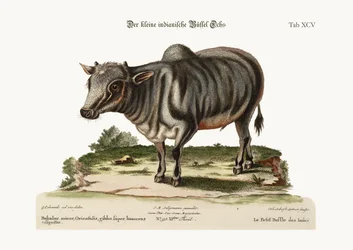 The Little Indian Buffalo, 1749-73