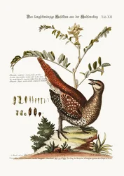 The long-tailed Grouse from Hudson