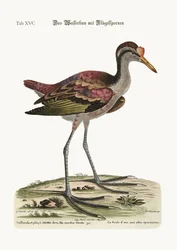 The Spur-Winged Water Hen