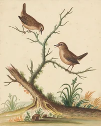[Two Birds]
