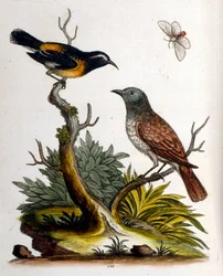 Watercolour Illustration from a Book of Rare Birds by G Edwards 1750