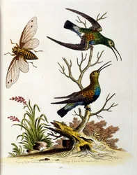 Watercolour Illustration from a Book of Rare Birds by G Edwards 1750