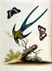 Watercolour Illustration from a Book of Rare Birds by G Edwards 1750
