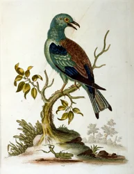 Watercolour Illustration from a Book of Rare Birds by G Edwards 1750