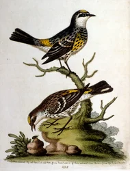 Watercolour Illustration from a Book of Rare Birds by G Edwards 1750