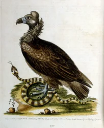 Watercolour Illustration from a Book of Rare Birds by G Edwards 1750