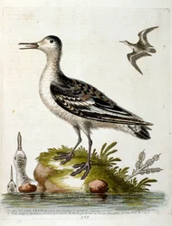 Watercolour Illustration from a Book of Rare Birds by G Edwards 1750