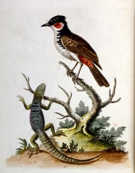 Watercolour Illustration from a Book of Rare Birds by G Edwards 1750