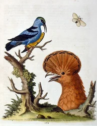 Watercolour illustration from a book of rare birds by G Edwards 1750