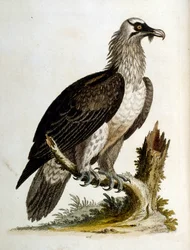 Watercolour illustration from a book of rare birds by G Edwards 1750