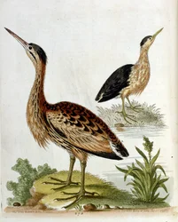 Watercolour illustration from a book of rare birds by G Edwards 1750