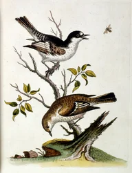 Watercolour illustration from a book of rare birds by G Edwards 1750
