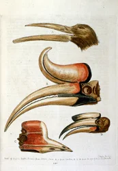 Watercolour illustration from a book of rare birds by G Edwards 1750