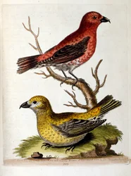 Watercolour illustration from a book of rare birds by G Edwards 1750