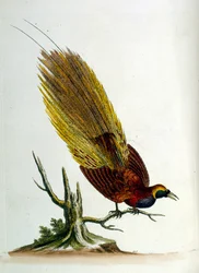 Watercolour illustration from a book of rare birds by G Edwards 1750