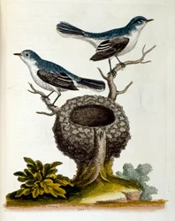 Watercolour illustration from a book of rare birds by G Edwards 1750