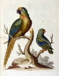 Watercolour illustration from a book of rare birds by G Edwards 1750