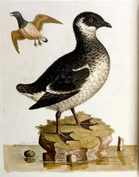 Watercolour illustration from a book of rare birds by G Edwards 1750