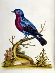 Watercolour illustration from a book of rare birds by G Edwards 1750