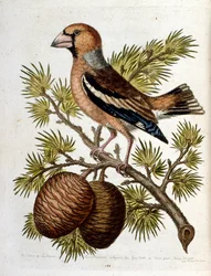 Watercolour illustration from a book of rare birds by G Edwards 1750