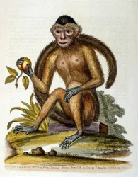 Watercolour illustration from a book of rare birds by G Edwards 1750