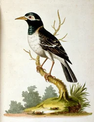 Watercolour illustration from a book of rare birds by G Edwards 1750