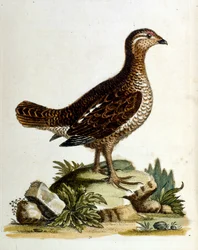 Watercolour illustration from a book of rare birds by G Edwards 1750